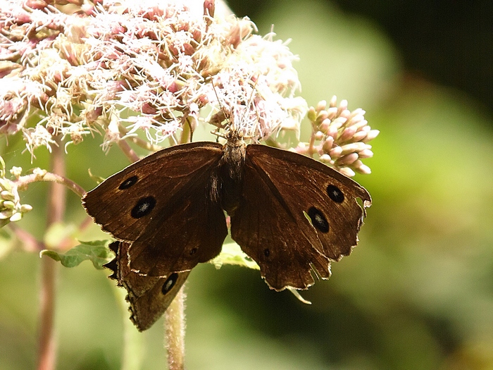 Parco del ticino 4-8-12